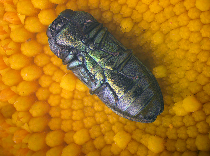 Buprestidae: maschio di Anthaxia thalassophila